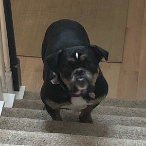 Meet your Posher, Bob